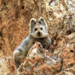 10694010-pika-1551387047-728-40e50032c3-1552290935