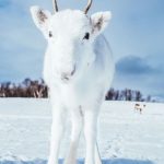 10694060-deer-1551385336-728-195a7f7252-1552290935