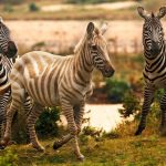 10694110-gzebra-1551381100-728-67397962db-1552290935