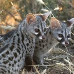 10694160-genet-1551389781-728-07d399d5fd-1552290935