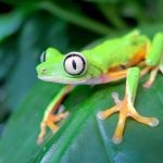 10694210-1190px-Agalychnis_lemur-1551293489-728-b5099e1938-1552290935