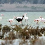 A black flamingo is seen in a salt lake at the Akrotiri Environmental Centre on the southern coast of Cyprus