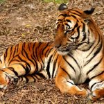 10694360-770px-2012_Suedchinesischer_Tiger-1551292505-728-5446ef3bcd-1552290935