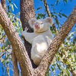 10694510-koala-1551379822-728-ce8dec0636-1552290935