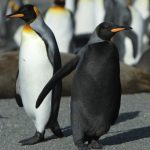 10694560-antarctic-1551710175-728-60d1d551a3-1552290935