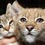 10978160-image-crop-800x490-1552636420-728-1e69b2194f-1552989441