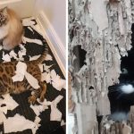 15 pessoas que esperavam por um mar de amor felino, mas tiveram um oceano de problemas