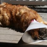 19049310-MJPjZpY75FNL3dzCSLwDfuRXAnOk105PniyE-MQn85s-1510819097-650-f566163434-1516864058