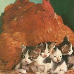 5116510-image-crop-421x458-1536124294-728-579a89eb6d-1536305158