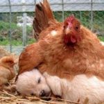 5116610-image-crop-869x640-1536124312-728-7a077f72ef-1536305158