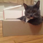 8104110-Mycatchewedanarmrestforherselfinabox-Imgur-1543604437-728-5c6e122e5b-1544022827