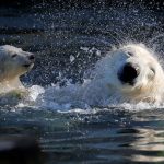 Female Polar bear cub Nanuq plays in the water with it's mother Sesi during it's first presentation to the public at the zoo of Mulhouse