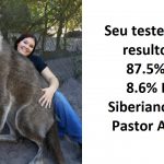 Cachorro enorme que mais parece um lobo, é salvo de abrigo de eutanásia e adotado por nova família-capa