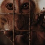 China anuncia o fim do uso de animais em testes de cosméticos-capa