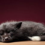 Close-Encounters-of-the-Fox-Kind-What-it-was-like-to-photograph-foxes-in-the-studio-5c7561770b7bc__880