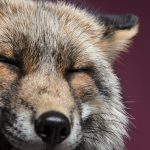 Close-Encounters-of-the-Fox-Kind-What-it-was-like-to-photograph-foxes-in-the-studio-5c75644e74ae4__880