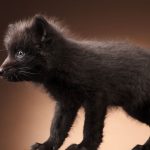 Close-Encounters-of-the-Fox-Kind-What-it-was-like-to-photograph-foxes-in-the-studio-5c756acc00dc1__880