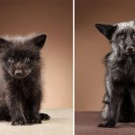 Close-Encounters-of-the-Fox-Kind-What-it-was-like-to-photograph-foxes-in-the-studio-5c7647cc97042__880