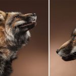 Close-Encounters-of-the-Fox-Kind-What-it-was-like-to-photograph-foxes-in-the-studio-5c7648473e18a__880