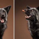 Close-Encounters-of-the-Fox-Kind-What-it-was-like-to-photograph-foxes-in-the-studio-5c76491549168__880