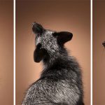 Close-Encounters-of-the-Fox-Kind-What-it-was-like-to-photograph-foxes-in-the-studio-5c764e4f6cf38__880