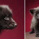 Close-Encounters-of-the-Fox-Kind-What-it-was-like-to-photograph-foxes-in-the-studio-5c764ec579414__880