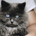 Conheça Merlin, gatinha de 2 anos que está conquistando a internet com seus olhos hipnotizantes-capa