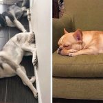 Donos de cachorros estão compartilhando os caprichos de seus cachorros e eles são mesmo folgados.capa