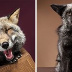 Fotografo faz sessão com raposas super fotogênicas e se apaixona por suas personalidades-capa