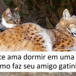 Gatinho fez amizade com lince selvagem e agora eles são inseparáveis há 12 anos-capa