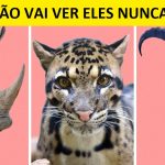 Humanidade já destruiu 60% de toda a vida animal desde 1970-CAPA