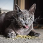 I-take-crazy-photos-of-cats-high-on-catnip-5b246bbe52588__880