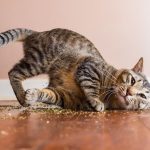 I-take-crazy-photos-of-cats-high-on-catnip-5b246d77963fa__880