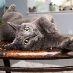 I-take-crazy-photos-of-cats-high-on-catnip-5b246edfcad4f__880