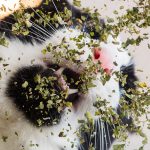 I-take-crazy-photos-of-cats-high-on-catnip-5b246f14cc0f1__880
