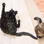 I-take-crazy-photos-of-cats-high-on-catnip-5b246f7de1ed5__880