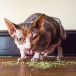 I-take-crazy-photos-of-cats-high-on-catnip-5b246ff5a43ec__880