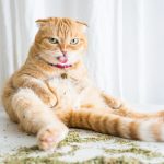 I-take-crazy-photos-of-cats-high-on-catnip-5b247061b0637__880