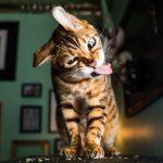I-take-crazy-photos-of-cats-high-on-catnip-5b2470e58de77__880