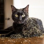 I-take-crazy-photos-of-cats-high-on-catnip-5b24719db97c9__880