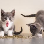 I-take-crazy-photos-of-cats-high-on-catnip-5b2471df83426__880