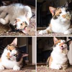 I-take-photos-of-cats-high-on-catnip-5b2758d1bb77b__880