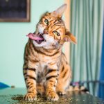 I-take-photos-of-cats-high-on-catnip-5b2758d470f43__880
