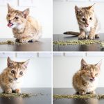 I-take-photos-of-cats-high-on-catnip-5b2758d70efb6__880