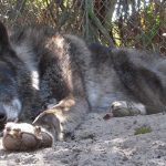 This-wolf-named-Yuki-should-have-been-put-to-sleep-7-years-ago-But-he-was-saved-and-today-charms-everyone-with-his-beauty-5c767f5e4de4c__700