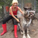 This-wolf-named-Yuki-should-have-been-put-to-sleep-7-years-ago-But-he-was-saved-and-today-charms-everyone-with-his-beauty-5c7680e75194d__700