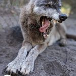 This-wolf-named-Yuki-should-have-been-put-to-sleep-7-years-ago-But-he-was-saved-and-today-charms-everyone-with-his-beauty-5c7680ee79db1__700