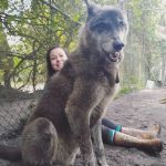 This-wolf-named-Yuki-should-have-been-put-to-sleep-7-years-ago-But-he-was-saved-and-today-charms-everyone-with-his-beauty-5c768675b5421__700