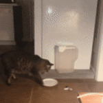 ezgifcom-optimize13982-1550330728