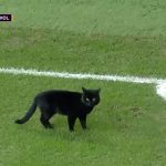 football-match-liverpool-interupted-cat-1-5c7519492a368__700